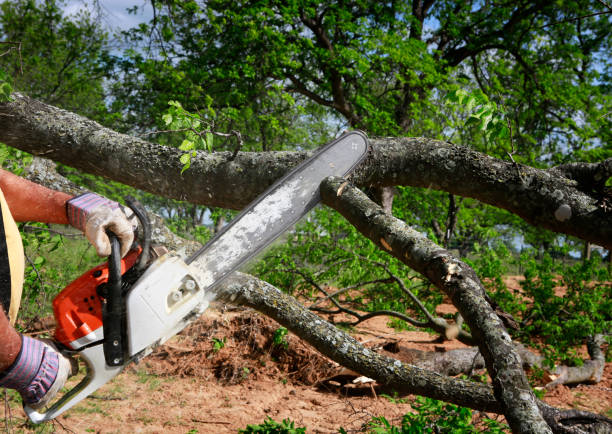 Best Dead Tree Removal  in Twin Lakes, CA